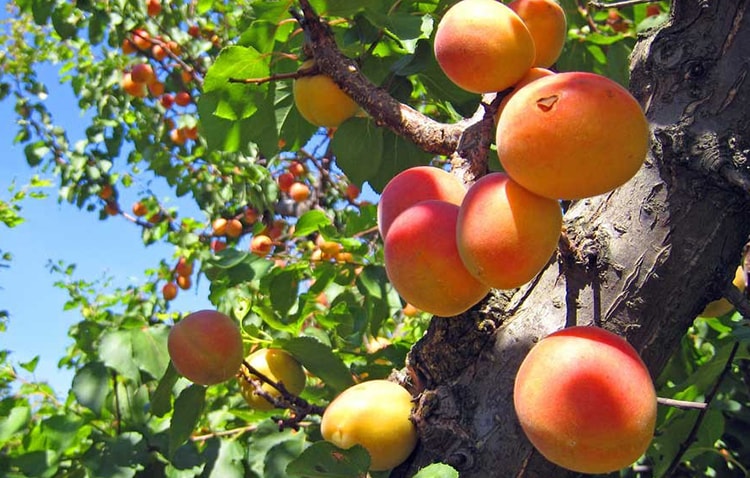 Fresh Apples Of Hight
